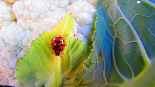 Close-up of ladybug on leaf