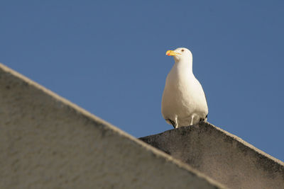 Low angle view of bird perching on roof