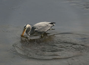 High angle view of birds swimming in lake