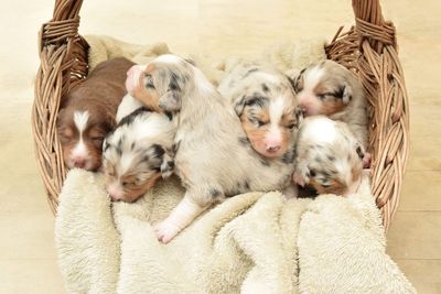 Baby dogs sleeping in basket