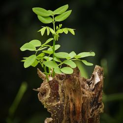 Close-up of green leaves on tree trunk