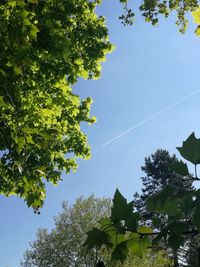 Low angle view of trees against clear blue sky