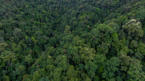 High angle view of trees in forest