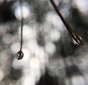 Close-up of plant against blurred background