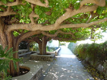 Footpath amidst trees