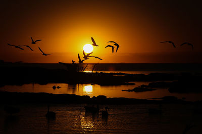 Silhouette birds flying over lake against sky during sunset