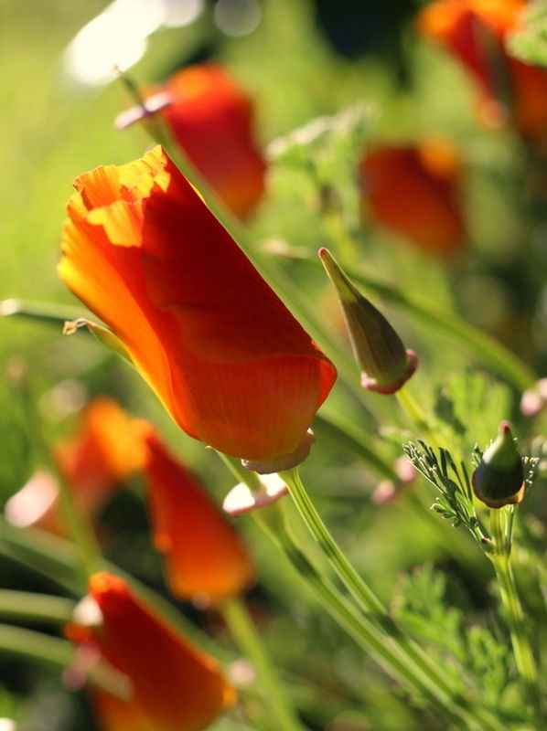 CLOSE-UP OF ORANGE FLOWER