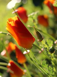 Close-up of orange flowers blooming outdoors