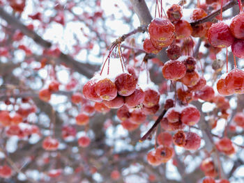 Close up of red berries under the snow