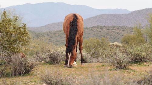 View of a horse on field