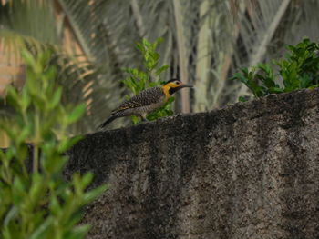 Low angle view of bird perching on wall against trees