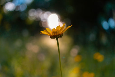 Close-up of yellow flowering plant