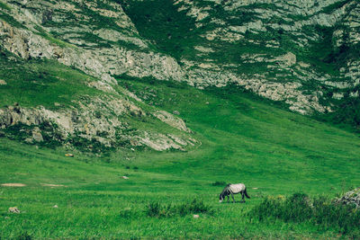 Cows grazing on landscape