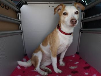 Dog in the spacious dogbox sits on pink carpet and looks at the action around it
