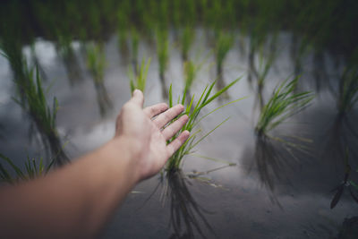 Cropped image of person touching plant