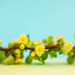 Close-up of yellow flowering plant against white background