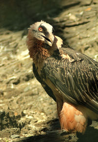 Close-up of eagle