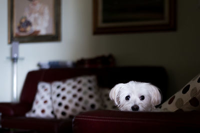 Portrait of dog relaxing at home