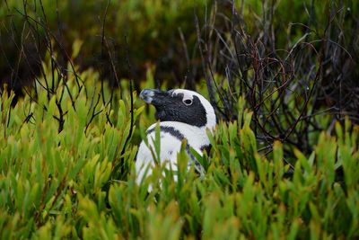 Penguin hideaway