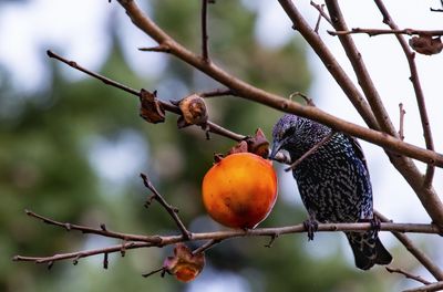 Starling in a persimmon tree