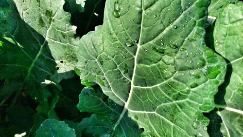 High angle view of water drops on leaf