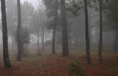 Trees in forest