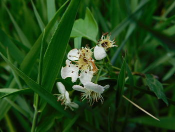 Close-up of white flowering plant