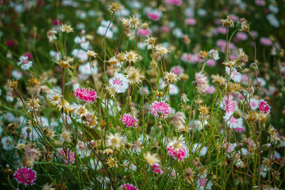 Close-up of pink flowering plants on land