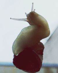 Close-up of hand feeding