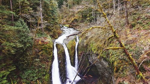 Scenic view of waterfall in forest