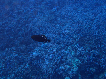 High angle view of silhouette underwater