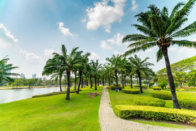 Scenic view of palm trees against sky