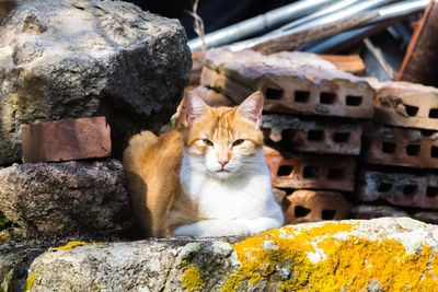 Portrait of cat sitting on rock