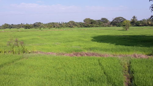 Scenic view of green field against sky