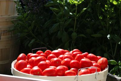 Close-up of tomatoes in container