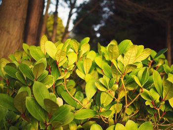 Close-up of fresh green plant