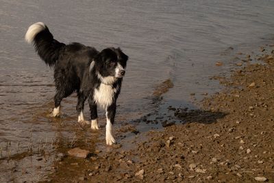 View of dog running on beach