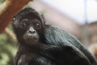 Close-up portrait of a monkey