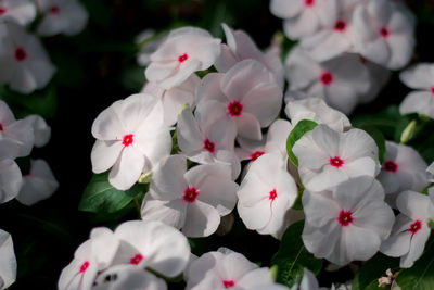 Close-up of white flowering plants in park