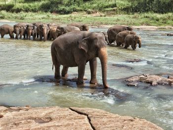 Elephant on riverbank