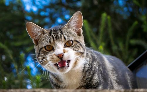 Close-up portrait of cat