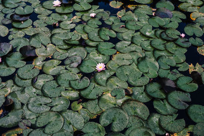 High angle view of lotus leaves floating on water