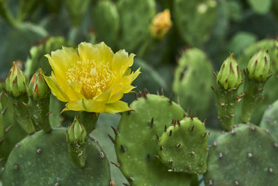 Close-up of yellow flowering plant