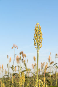 Close-up of yellow flowering plant on field against sky