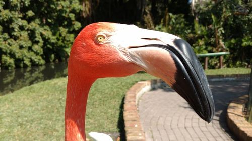 Close-up of flamingo statue in garden