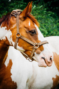 Horse against tree