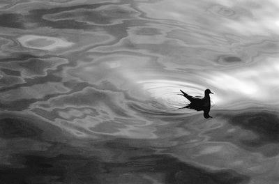 Birds in water