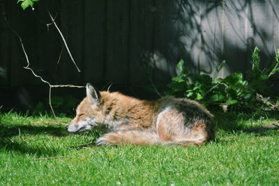 Cat lying on grass