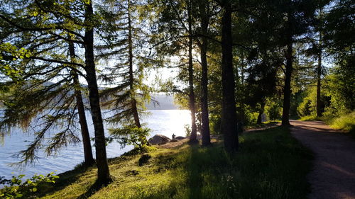 Scenic view of trees in forest