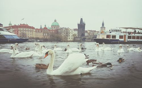 Swans swimming in river